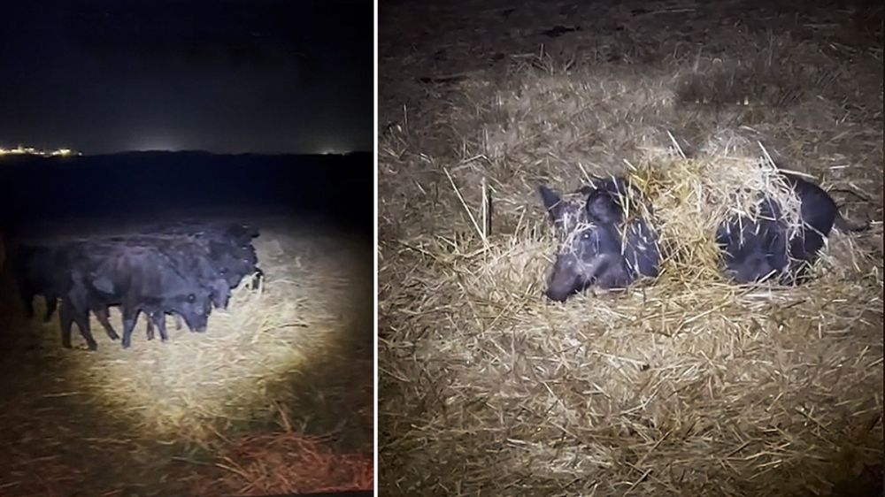 Sensacional vídeo: una hembra de jabalí se oculta en un pajar y ataca al granjero cuando es sorprendida: tenía poderosas razones