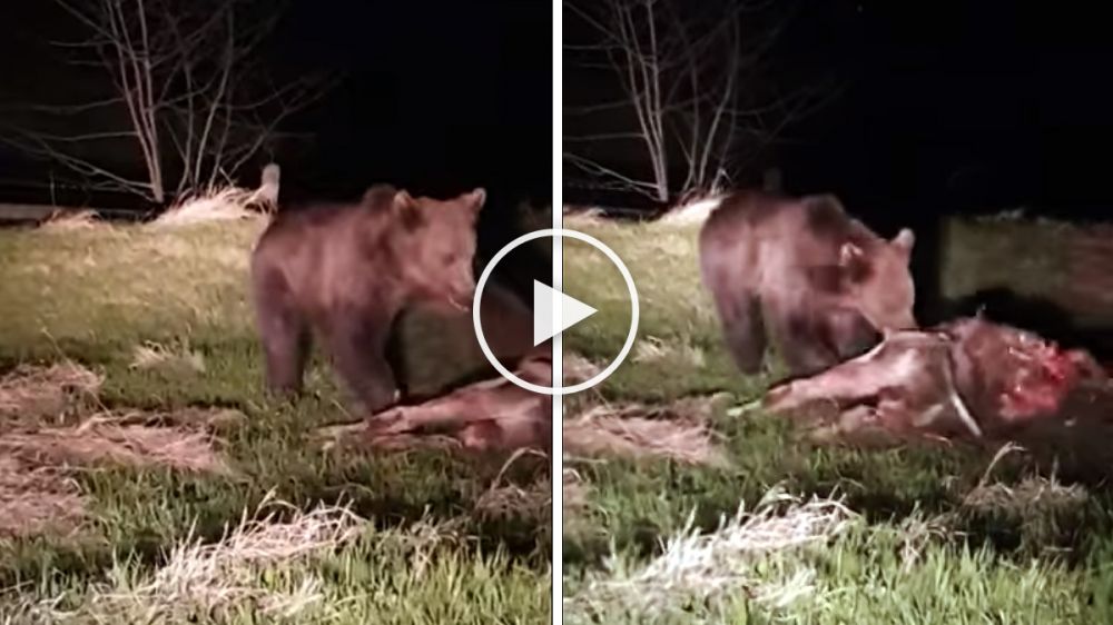Graban como un oso devora a un ternero en Rumanía