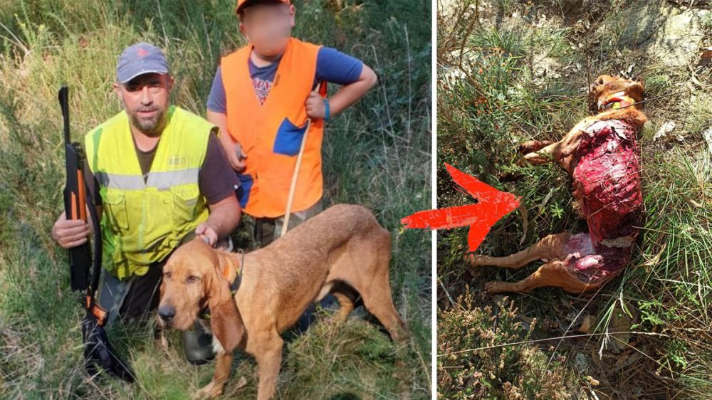 Los lobos matan al perro de caza de un niño de 8 años