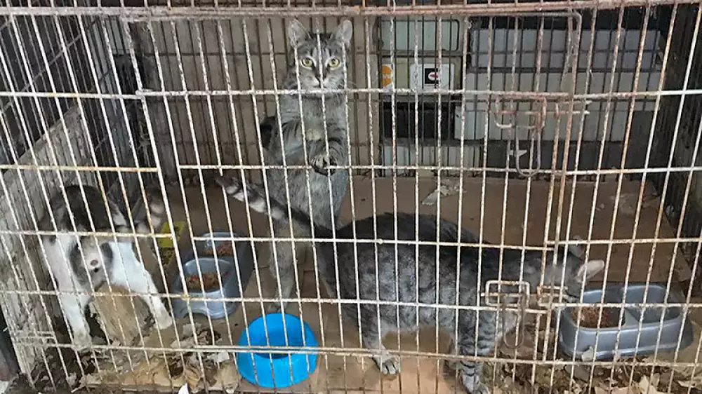 Un animalista recibe miles de euros donados y los perros viven en jaulas entre excrementos
