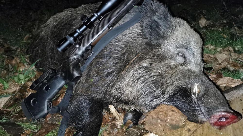 Un cazador abate un viejo jabalí de 115 kilos durante una espera en un castañar