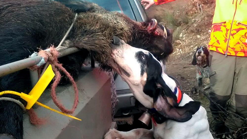 Tres perros de caza mueren tras infectarse de Aujeszky en una batida de jabalíes