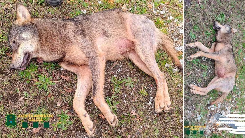 Un lobo atropellado y enfermo de sarna en Lugo