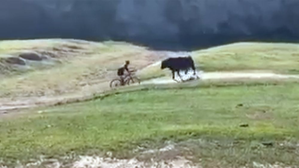 Un toro cornea a un ciclista y lo lanza por los aires