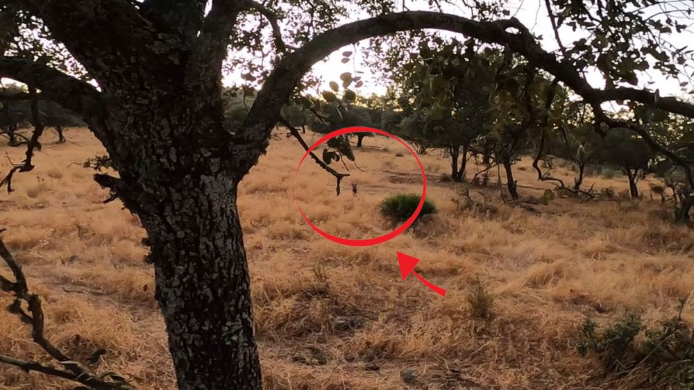 Espectacular lance de caza con arco a un zorro: «El fantasma oscuro»