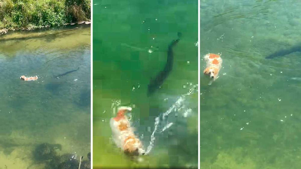 Una anguila gigante persigue a un perro en un vídeo que han visto 10 millones de personas