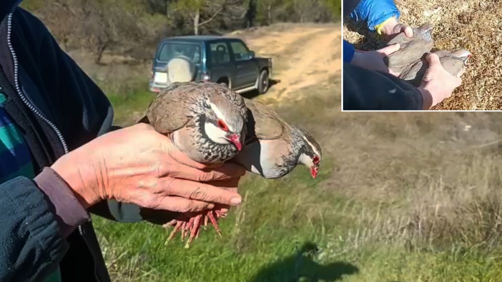 Un cazador lleva 25 años liberando al finalizar la temporada de caza las perdices rojas que ha capturado con vida