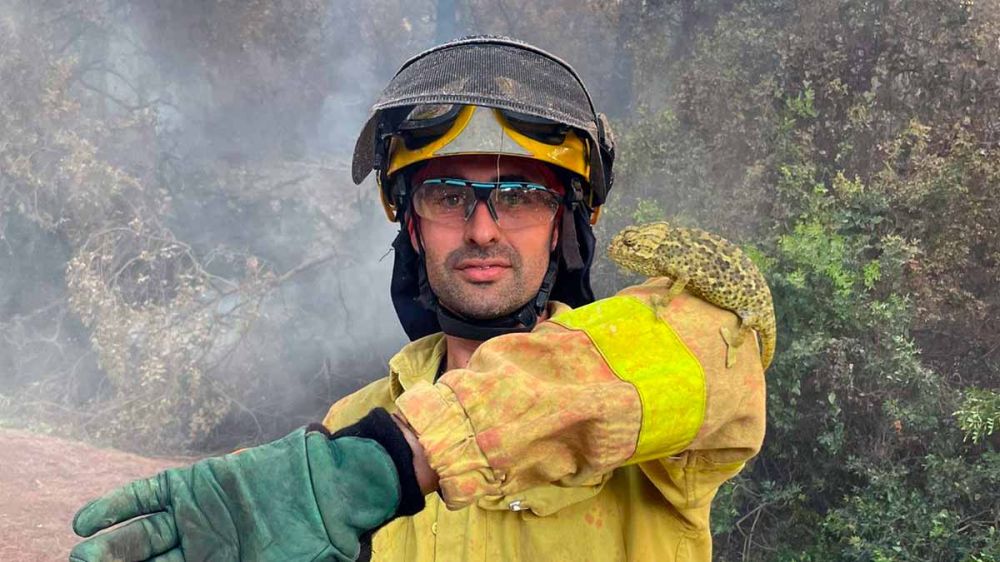 Un bombero forestal salva la vida de un camaleón en el incendio de Puerto Real