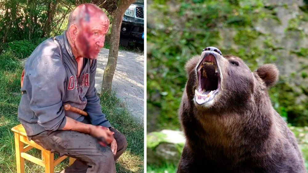 Un oso hiere gravemente a un pastor que intentó defender a su rebaño