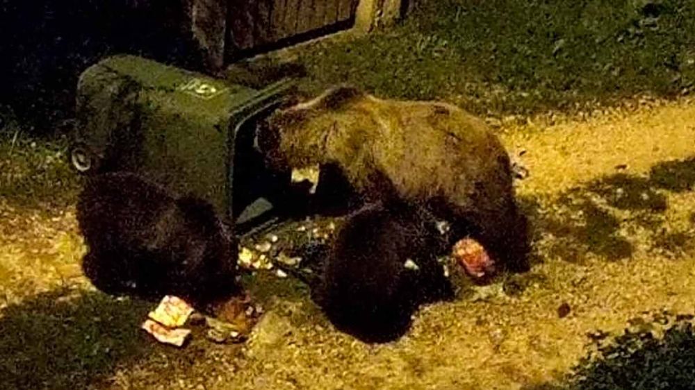 ¿Te imaginas abrir la puerta de tu casa y encontrarte con tres osos?