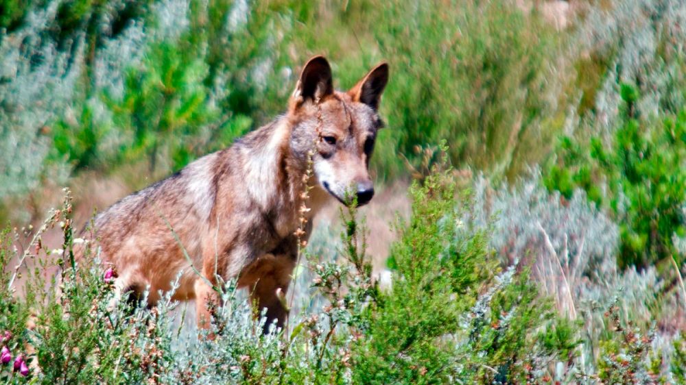 Castilla y León autorizará el control de lobos si hay seguridad jurídica, pero no por cazadores