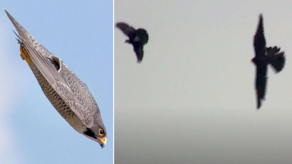 El picado de un halcón para cazar una paloma que maravilla al mundo