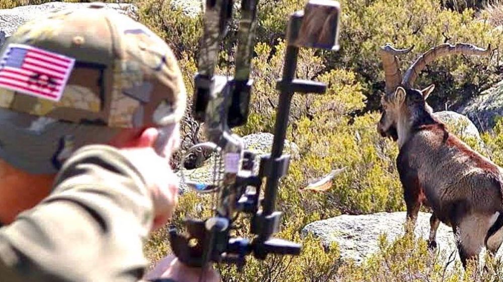 La caza del macho montés con arco en la Sierra de Gredos