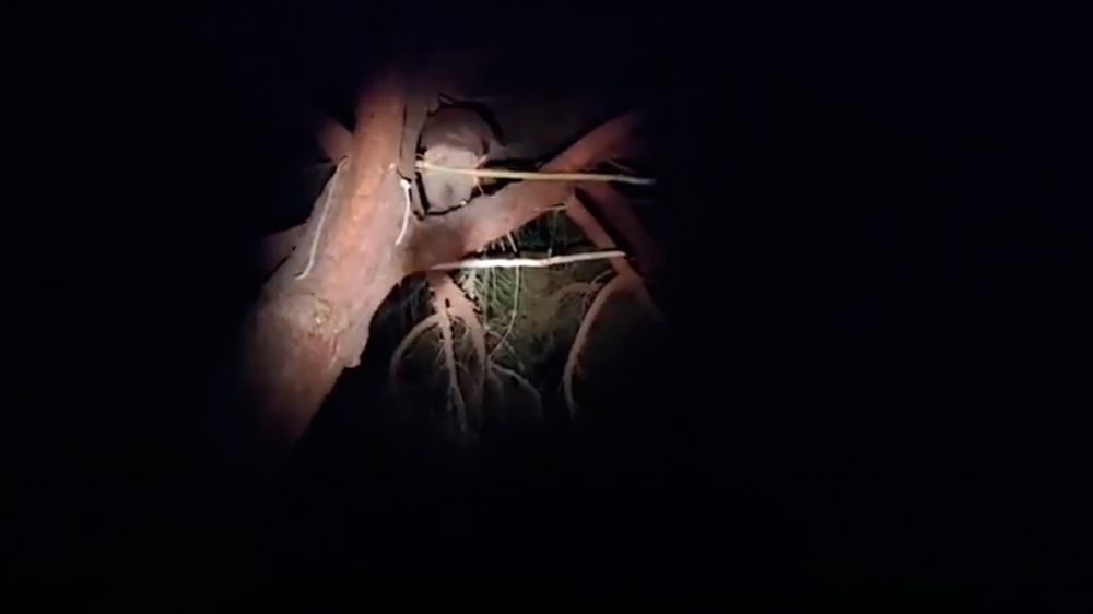 Un visor nocturno permite localizar a un furtivo subido a un árbol en Doñana: este es el vídeo