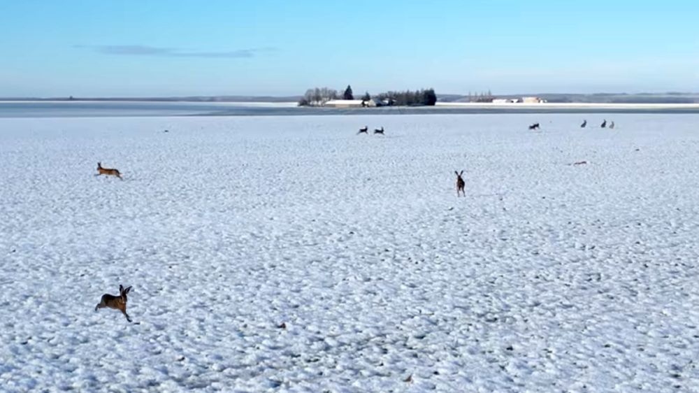 Una decena de liebres campa por una siembra nevada