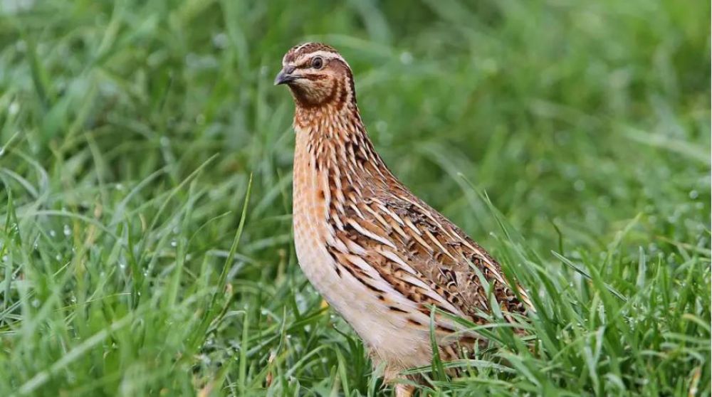 Los ecologistas de Seo/BirdLife exigen la prohibición de la caza en media veda