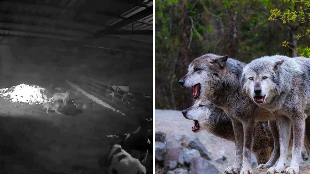 Una manada de lobos matando un ternero dentro del establo: un ataque grabado en un duro vídeo