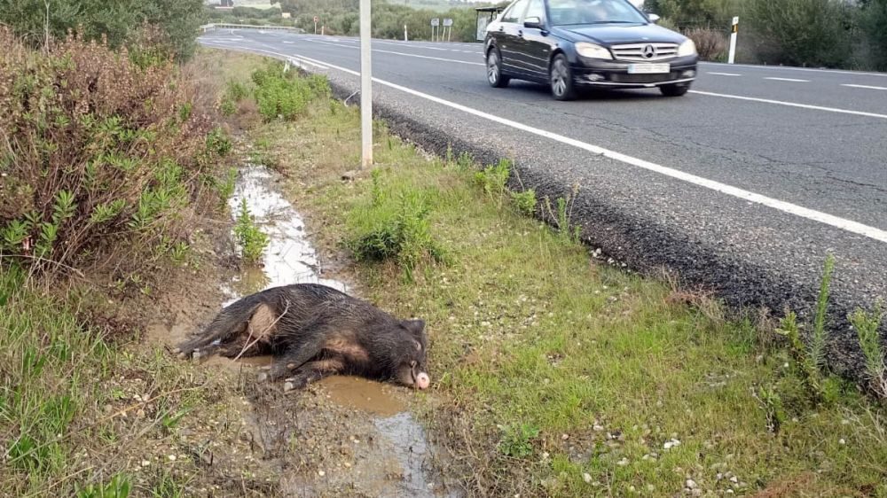 Un jabalí muerto en la cuneta, daños en la carretera y un vehículo siniestrado: la imagen que cada vez se repite más