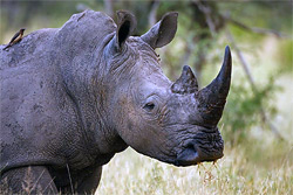 Los rinocerontes, de nuevo amenazados por el furtivismo