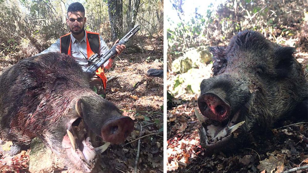 Un joven cazador gallego cumple su sueño de abatir un jabalí de 147 kilos y no puede contener la alegría