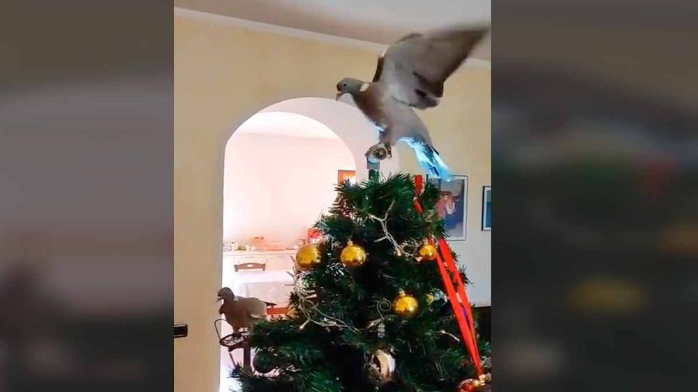 Una paloma corona el árbol de Navidad de un cimbelero