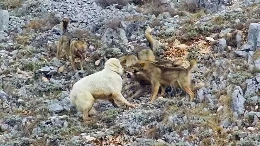 Un valiente perro pastor se enfrenta a cuatro agresivos lobos para salvar al rebaño que protege
