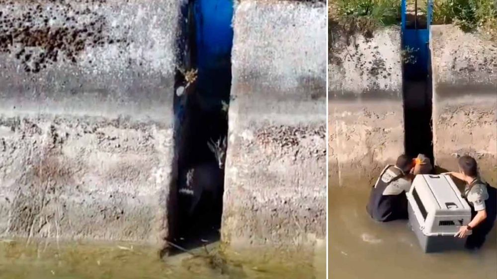 Un joven corzo queda atrapado en un canal de riego y así consiguen rescatarlo