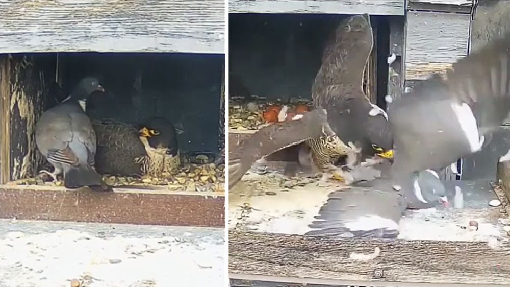 Una paloma torcaz se mete en el nido de un halcón peregrino y acaba muerta