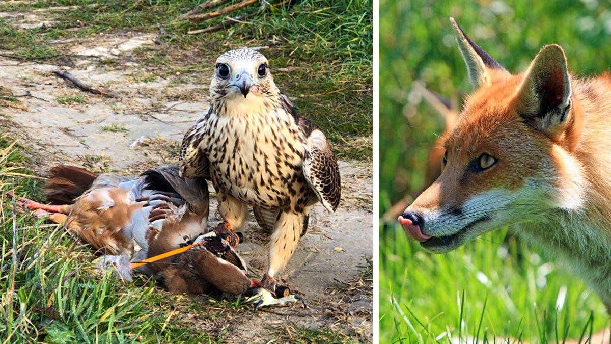   zorro mata halcón cetrero durante jornada de caza