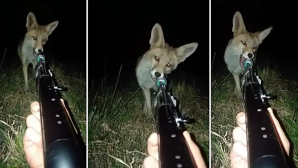 Un cazador usa un reclamo para zorro y ¡casi lo atrae hasta sus pies!