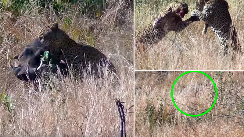  Dos leopardos luchan por un facochero