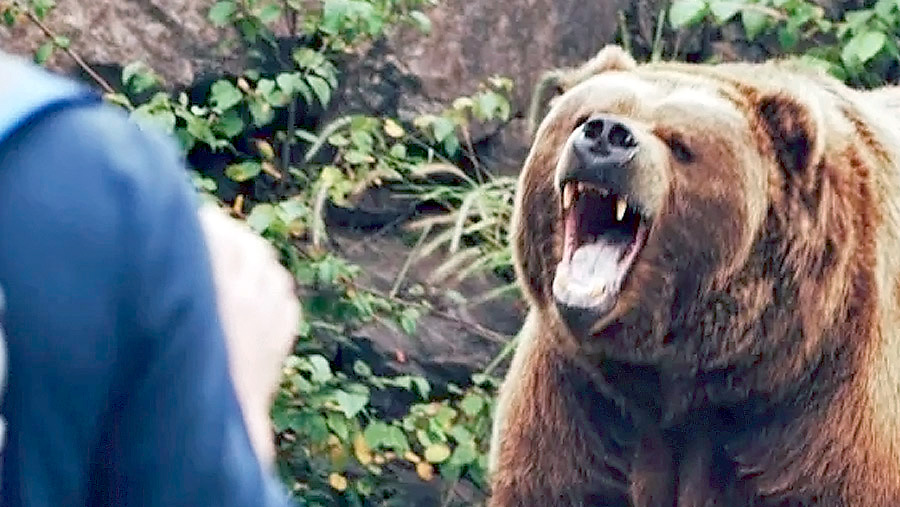  Qué hacer si te ataca un oso