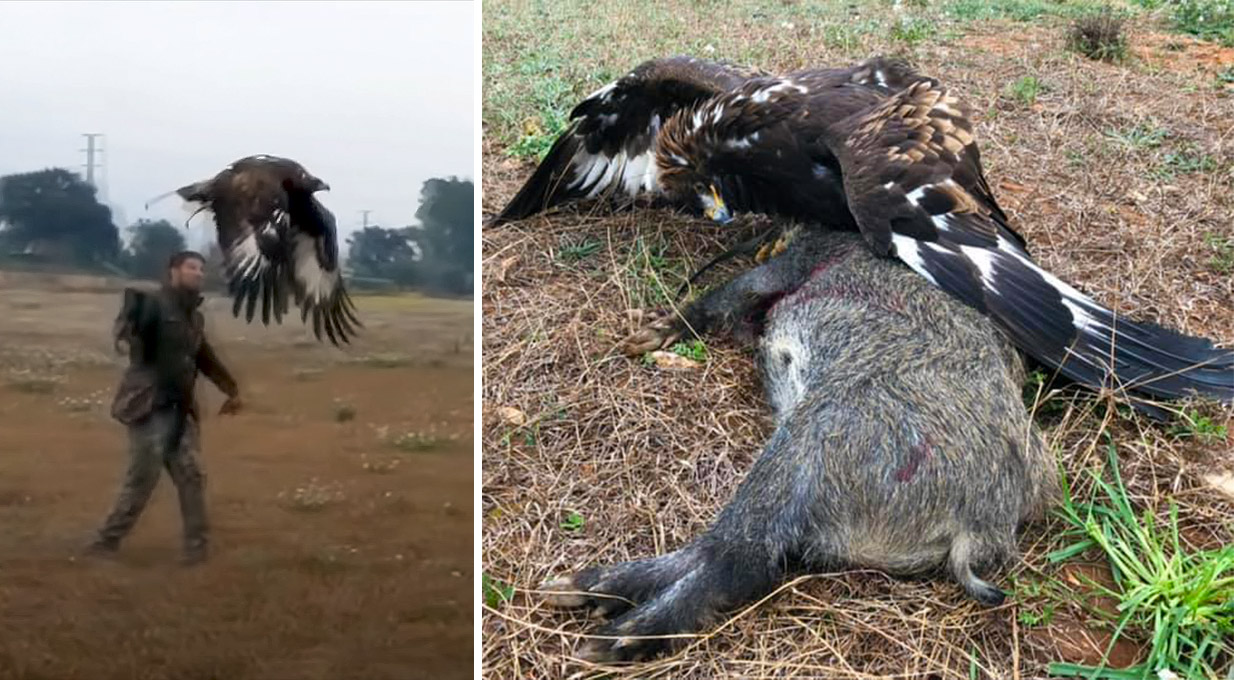 Un águila se lleva a una cría de cabra montesa sin que su madre pueda  evitarlo