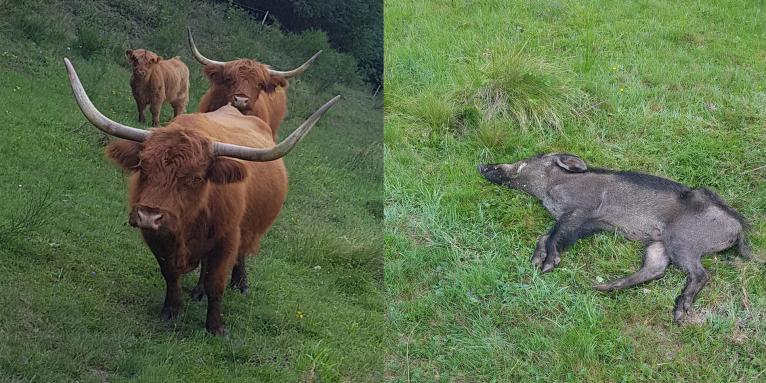  vaca mata de una cornada a un jabalí