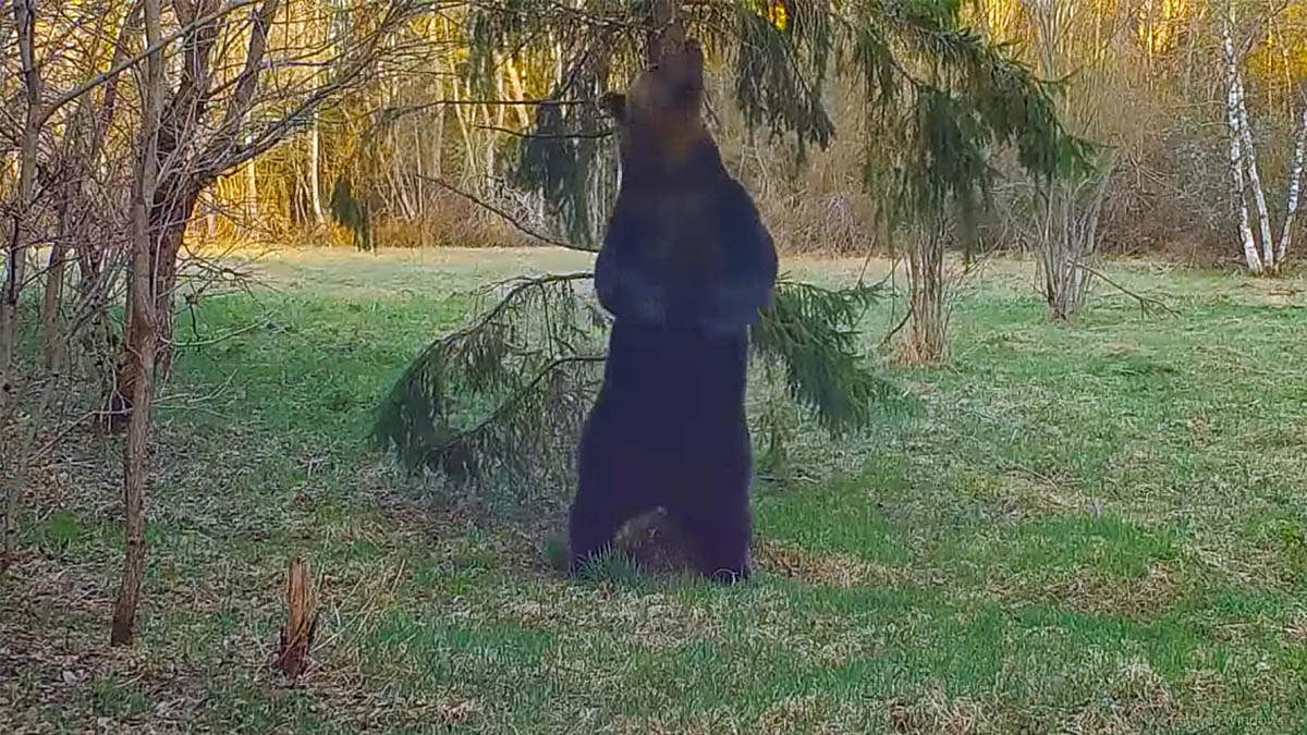  oso se rasca en árbol